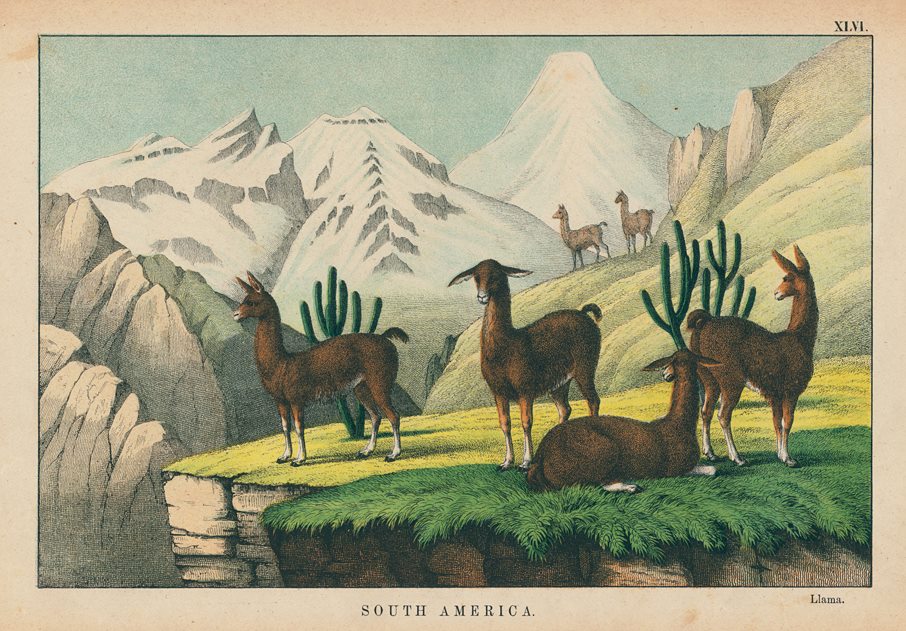 Llamas, South America, 1877