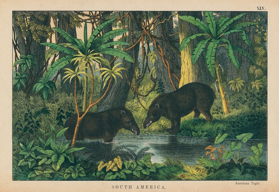 American Tapir, South America, 1877