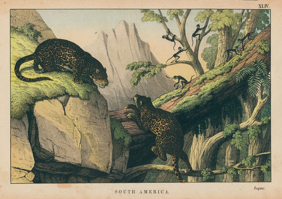 Jaguar, South America, 1877