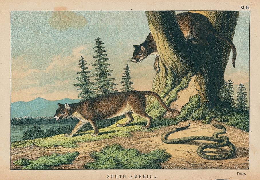 Puma, South America, 1877