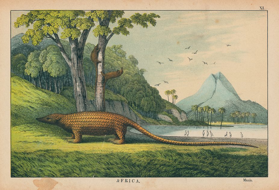 Manis, Africa, 1877