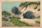 Porcupine, Africa, 1877
