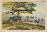 Wildebeest and Springbok, Africa, 1877