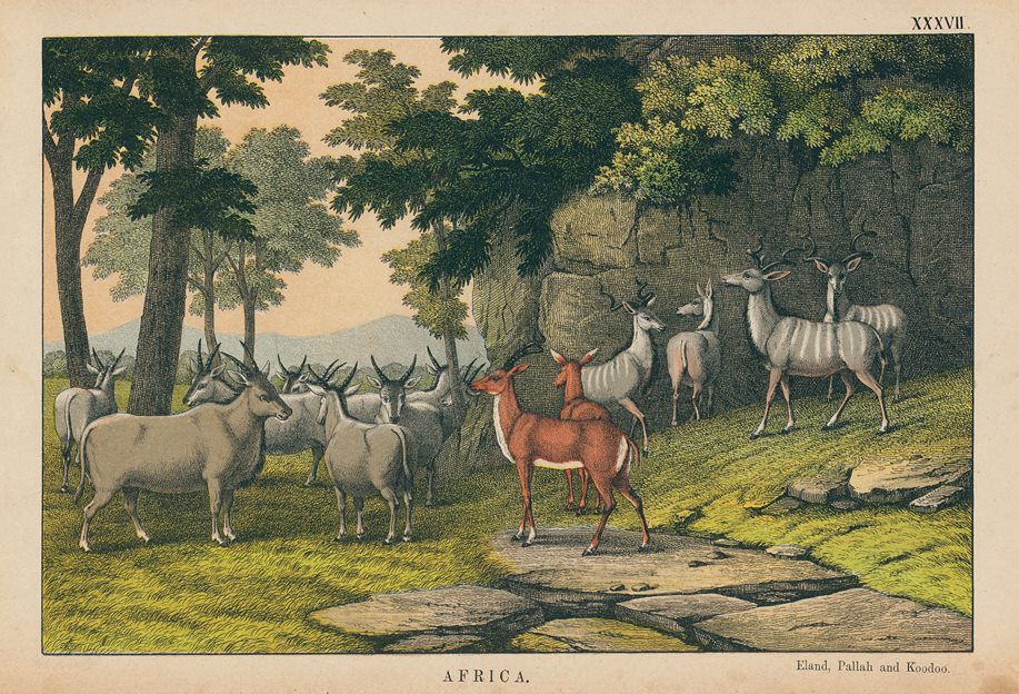 Elland, Pallah and Koodoo, Africa, 1877