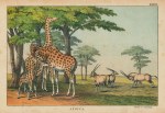 Elland, Giraffe & Gemsbok, Africa, 1877