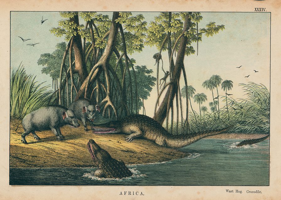 Warthog and Crocodile, Africa, 1877