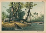 Warthog and Crocodile, Africa, 1877