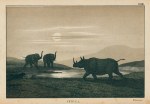 Rhinoceros, Africa, 1877