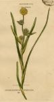 Floating Bur-reed, about 1800
