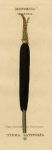 Great Cats-tail or Reed-mace, about 1800