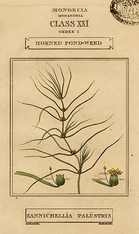 Horned Pond-Weed, about 1800