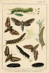Moths, published about 1900