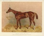 Racehorse, 'Emblem', Steeplechase, 1885