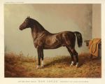 Pony hack, 'Don Carlos', 1885