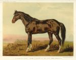 Dongola Horse (Egypt, Sudan), 1885