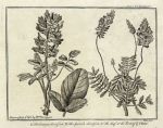 Common and Spanish Saintfoin, Nature Displayed, 1763
