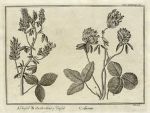 Trefoil and Lucern, Nature Displayed, 1763