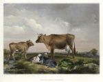 The Pasture, Osborne (Isle of Wight), after T.S.Cooper, about 1851
