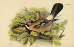 Jay, British Birds, 1894