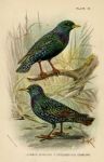 Starlings, British Birds, 1894