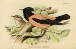 Rose Starling, British Birds, 1894