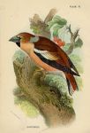 Hawfinch, British Birds, 1894