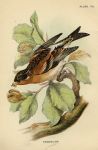 Brambling, British Birds, 1894
