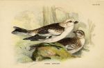 Snow Bunting, British Birds, 1894
