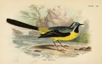 Grey Wagtail, British Birds, 1894
