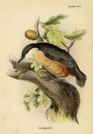 Nuthatch, British Birds, 1894