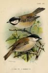 Coal Tit & Marsh Tit, British Birds, 1894