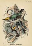 Goldcrest & Firecrest, British Birds, 1894