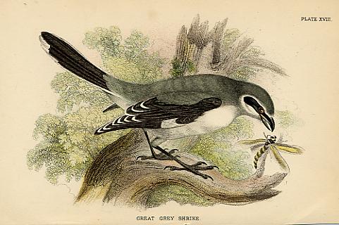 Great Grey Shrike, British Birds, 1894