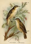 Reed Warbler & Sedge Warbler, British Birds, 1894