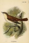 Nightingale, British Birds, 1894