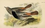 Black Redstart, British Birds, 1894