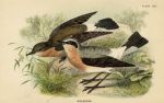 Wheatear, British Birds, 1894