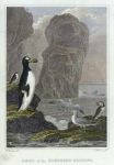Arctic, Birds of the Northern Regions, 1807