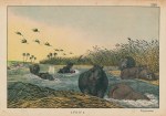 Hippopotamus, Africa, 1877