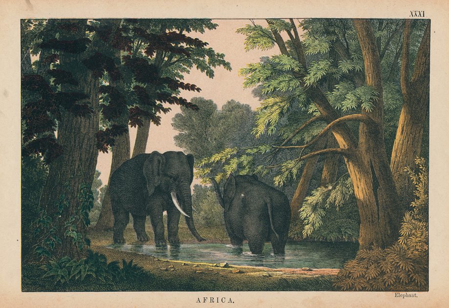 Elephants, Africa, 1877