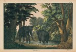 Elephants, Africa, 1877