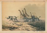Giraffe, Giraffe, Zebra & White Rhinoceros, Africa, 1877