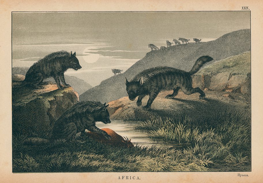 Hyaena, Africa, 1877