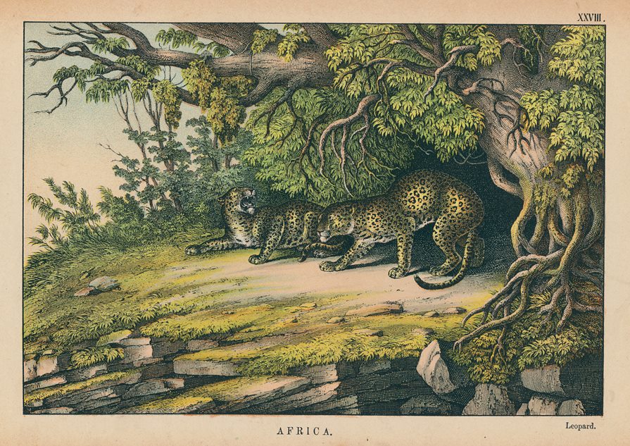 Leopard, Africa, 1877