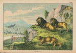 Lion, Africa, 1877