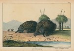 Echidna, or Porcupine Anteater, Africa, 1877