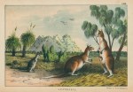 Boomer or Great Kangaroo, Australia, 1877