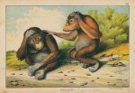 Red Orangutan, Borneo, 1877