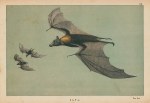 Ontong Java flying fox, Java, 1877