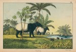 Malay Tapir, Java, 1877
